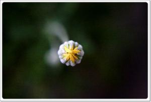 Margherita Macro